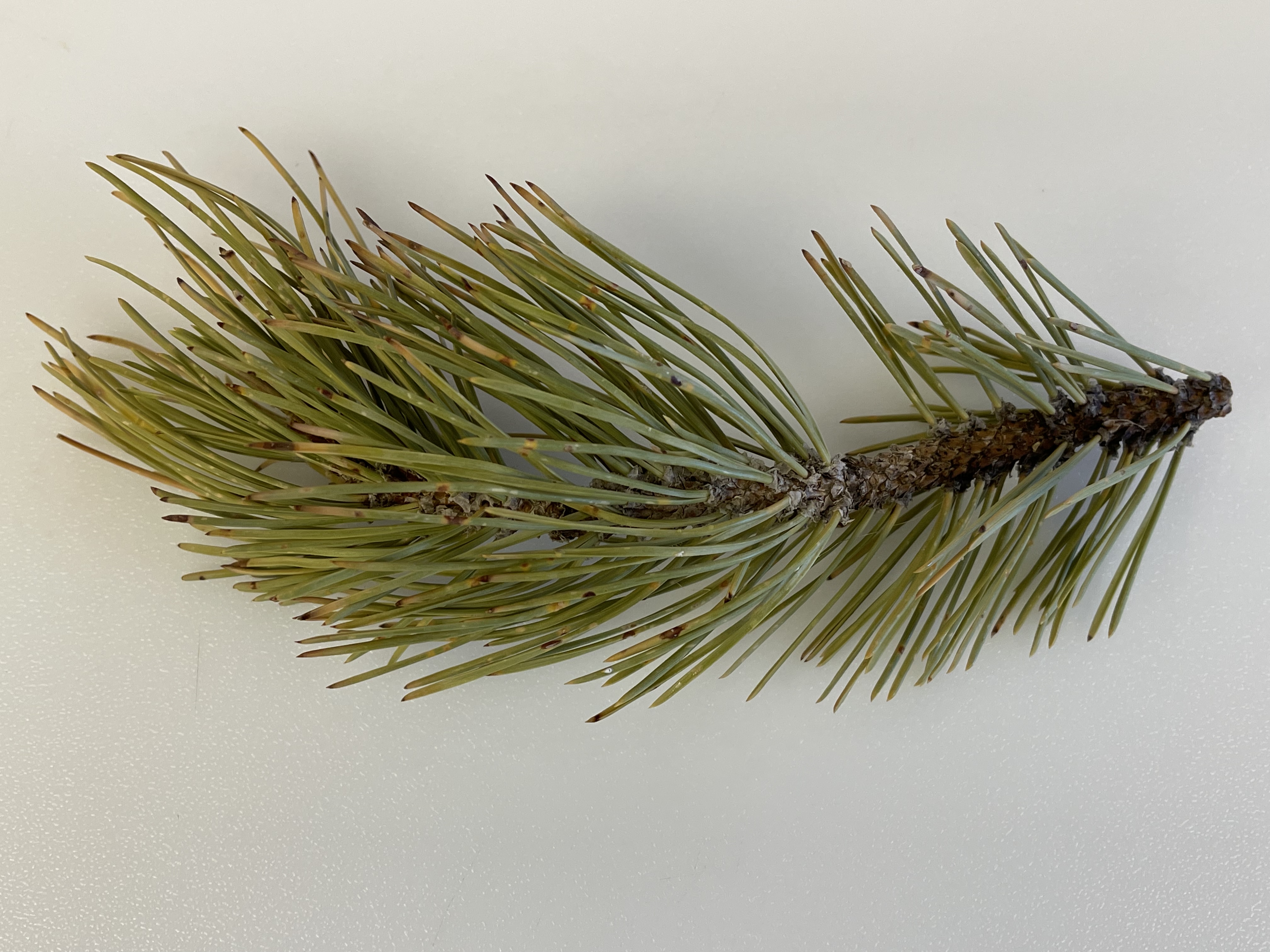 A pine tree stem with foliage showing symptoms of damage or disease, ready for diagnostic examination.